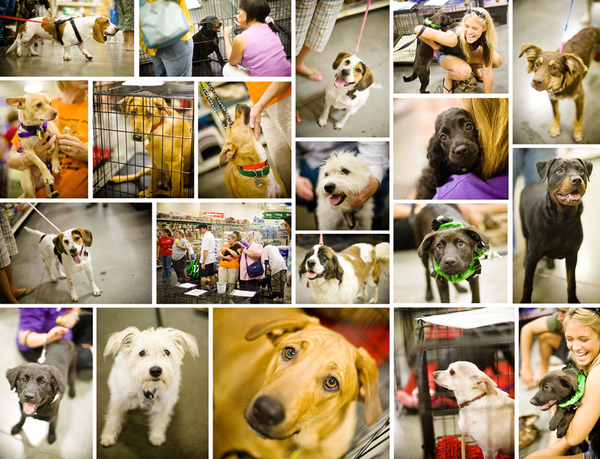 frisco humane society petfinder adopt-a-pet pet adoption dogs puppies petsmart
