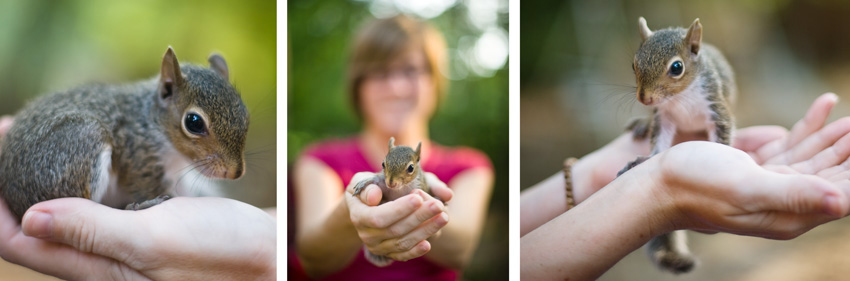 pet squirrel baby